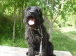 Fly Briard de 13 mois - Berger de Brie (1 an et 1 mois)