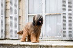 Un Berger de Brie devant une porte