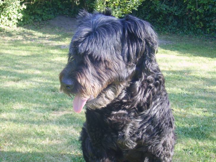 kaly - Berger de Brie Femelle (6 ans)