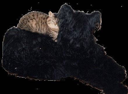 Balboa du Val de l'Epars - Berger de Brie Mâle (2 mois)