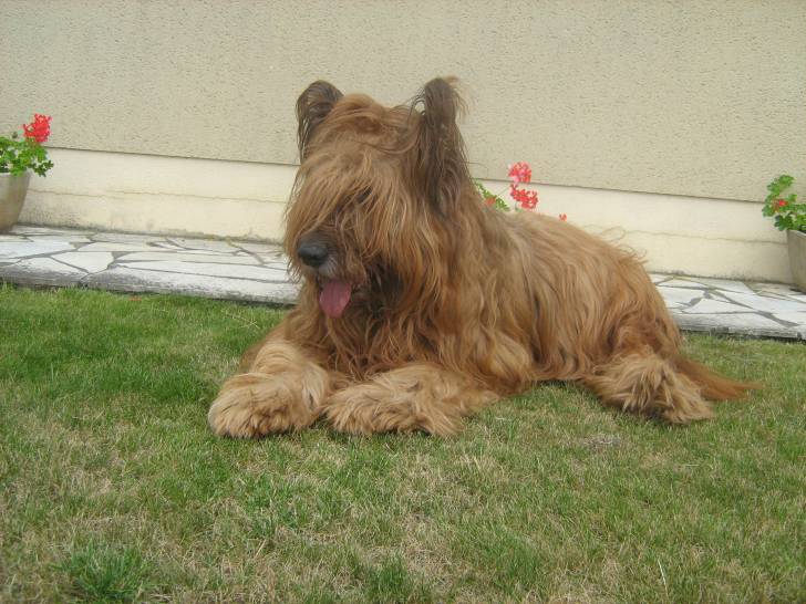 Rusty - Berger de Brie Mâle (10 ans)