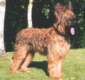 Berger de Brie - Berger de Brie