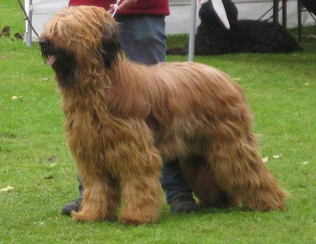 Berger de Brie - Berger de Brie