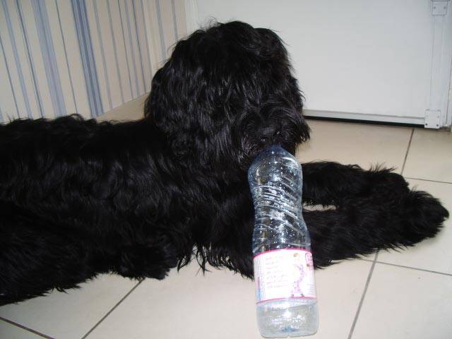 ACHILL BRIARD NOIR - Berger de Brie