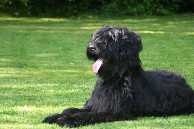 BERGER DE BRIE ACHILL - Berger de Brie