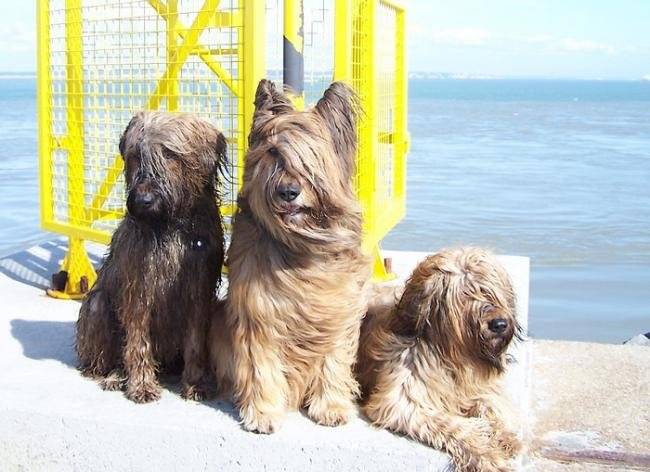 Valkyrie, Rébane, Brithany trio de Briards - Berger de Brie