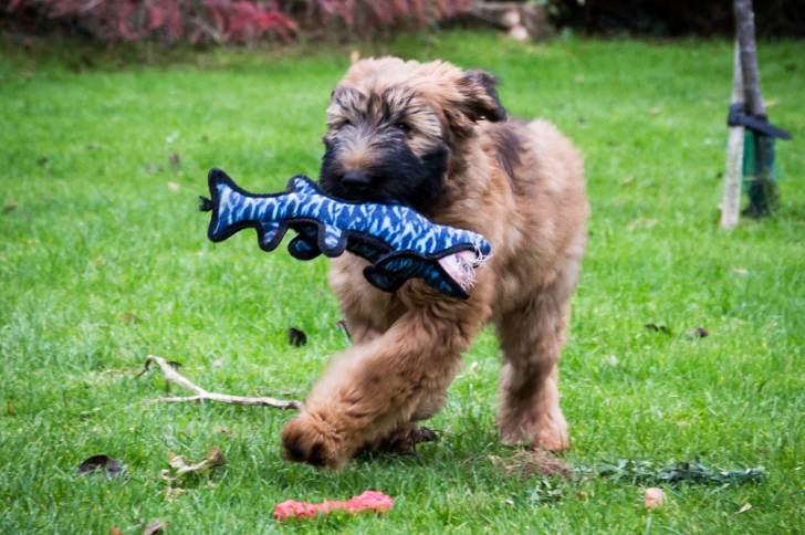 Photo Berger de Brie