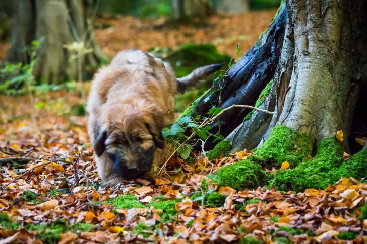 Photo Berger de Brie