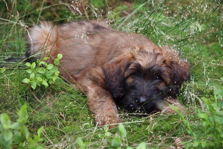 Photo Berger de Brie