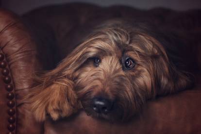 Le chien malade n'est pas à l'aise dans l'obscurité