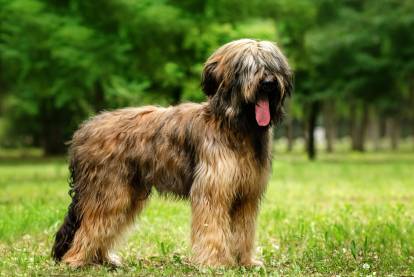 Un Berger de Brie debout dans l'herbe