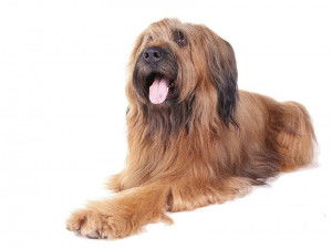 Un Berger de Brie sur fond blanc