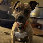 Un Mountain Cur assis sur une moquette et portant un collier autour du cou