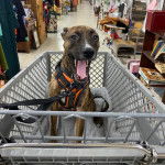 Un Mountain Cur assis dans un caddie et qui est tenu en laisse 