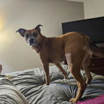 Un Mountain Cur sur un lit et portant un collier autour du cou