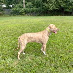 Un Mountain Cur sur un terrain gazonnée et portant un collier autour du cou