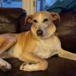 Un Mountain Cur allongé sur un canapé et portant un collier autour du cou