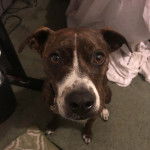 Un Mountain Cur assis sur une moquette et regardant vers la caméra 