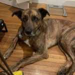 Un Mountain Cur allongé sur un plancher et portant un collier autour du cou