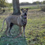 Un Mountain Cur sur un terrain herbeux et qui est tenu en laisse 
