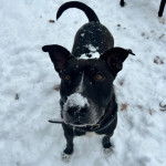 Un Mountain Cur sur une surface enneigée et portant un collier autour du cou