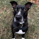 Un Mountain Cur assis sur un terrain herbeux et portant un collier autour du cou