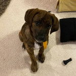 Un Mountain Cur assis sur une moquette et portant un collier autour du cou