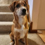 Un Mountain Cur assis sur un tapis et semblant détendu 
