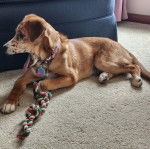 Un Mountain Cur allongé sur une moquette et portant un collier autour du cou