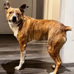 Un Mountain Cur sur un plancher et semblant détendu 