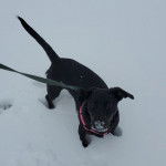 Un Mountain Cur sur une surface enneigée et qui est tenu en laisse 