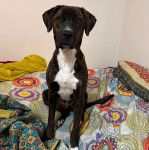 Un Mountain Cur assis sur un lit et semblant détendu 