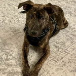 Un Mountain Cur allongé sur un canapé et portant un harnais 