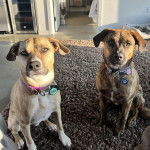 Deux Mountain Cur assis sur un tapis et portant tous les deux un collier autour de leurs cous