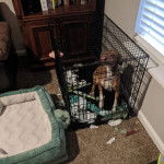 Un Mountain Cur assis dans une cage et semblant détendu 