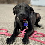 Un Mountain Cur regardant vers la caméra et qui est tenu en laisse