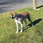 Un Mountain Cur sur un terrain gazonné et qui est tenu en laisse