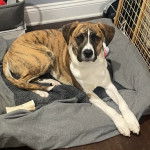 Un Mountain Cur allongé dans un panier et regardant vers la caméra