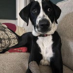 Un Mountain Cur allongé sur un canapé et portant un collier autour du cou