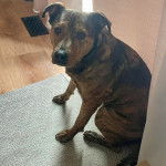 Un Mountain Cur assis sur un tapis et regardant vers la caméra 