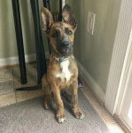 Un Mountain Cur assis sur un tapis et portant un collier autour du cou
