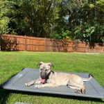 Un Mountain Cur tirant la langue et portant un collier autour du cou