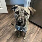 Un Mountain Cur assis sur un plancher et portant un collier autour du cou