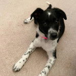 Un Mountain Cur allongé sur une moquette et portant un collier autour du cou