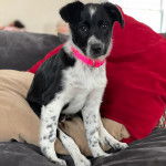 Un Mountain Cur regardant vers la caméra et portant un collier autour du cou