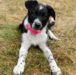 Un Mountain Cur allongé sur un terrain herbeux et portant un collier autour du cou