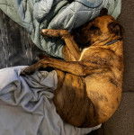 Un Mountain Cur allongé sur un canapé et portant un collier autour du cou