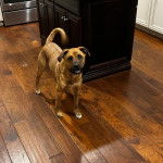 Un Mountain Cur sur un plancher et regardant vers la caméra