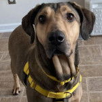 Un Mountain Cur sur un sol carrelé et portant un harnais 