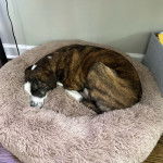 Un Mountain Cur allongé dans un panier et semblant détendu 